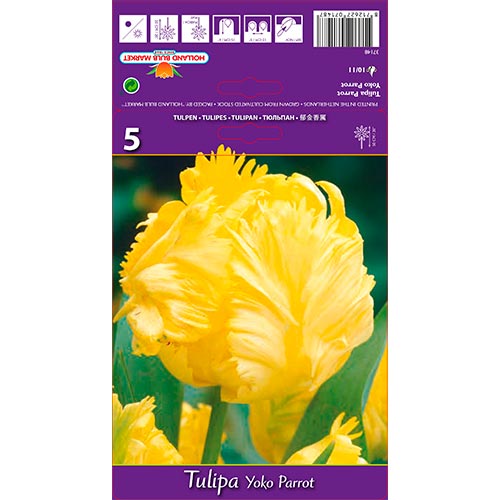 Tulip Yoko Parrot interface.art foto 1 Tulip Yoko Parrot interface.image 1 interface.art 67736
