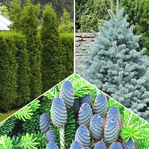 Uma óptima oferta! Conjunto de mudas de coníferas 'Jardim florestal', conjunto de 3 mudas interface.art foto 1 Uma óptima oferta! Conjunto de mudas de coníferas 'Jardim florestal', conjunto de 3 mudas interface.image 1 interface.art 9469