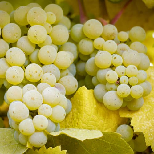 Videira Lilla interface.image 1 interface.art 5569