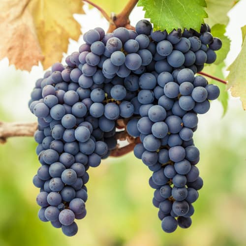 Videira Pinot Noir interface.art foto 1 Videira Pinot Noir interface.image 1 interface.art 6972