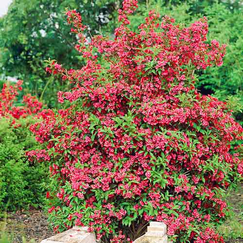 Weigela (Sweetheart) interface.art foto 1 Weigela (Sweetheart) interface.image 1 interface.art 8237
