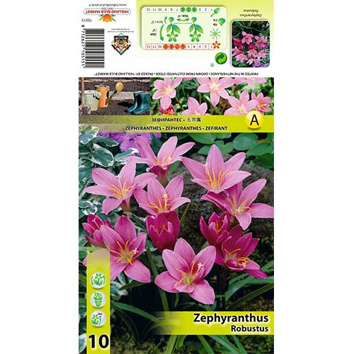 Zephyranthes Robustus interface.art foto 1 Zephyranthes Robustus interface.image 1 interface.art 70457