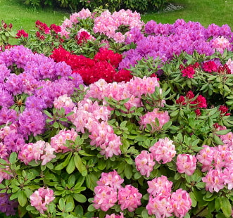 Arbustos ornamentais