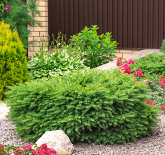 Arbustos de coníferas