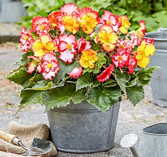 Bolbos de flores da primavera