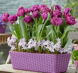 Bolbos de flores Best Buy Capperline