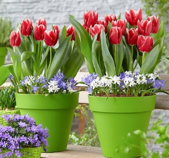 Bolbos de flores Star Capperline