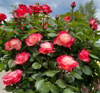 Rosas com flores grandes