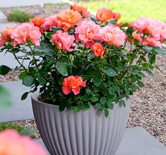 Rosas para varanda, terraço