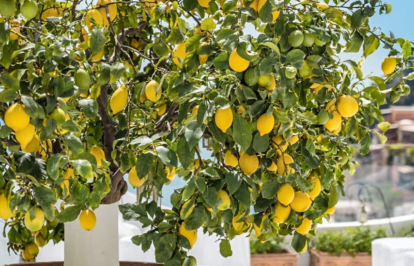 Limão caseiro - uma fonte de vitaminas e um sabor refrescante