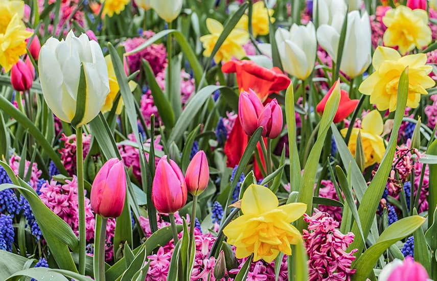 Arranjos florais de tulipas e narcisos