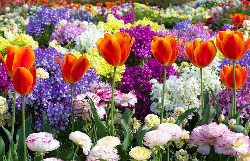 Arranjos florais de tulipas e narcisos