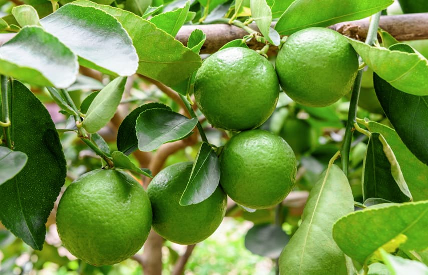 Três formas testadas e comprovadas de cultivar limas no parapeito da janela