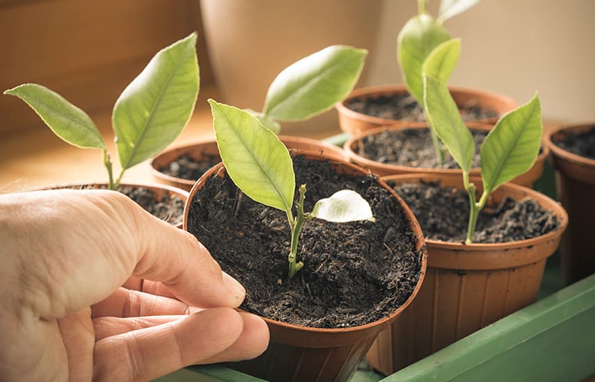 Três formas testadas e comprovadas de cultivar limas no parapeito da janela