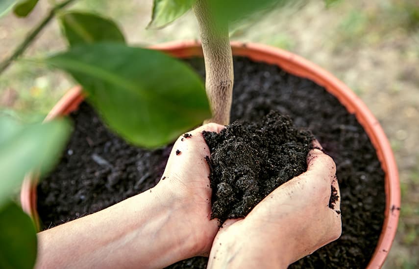 Três formas testadas e comprovadas de cultivar limas no parapeito da janela