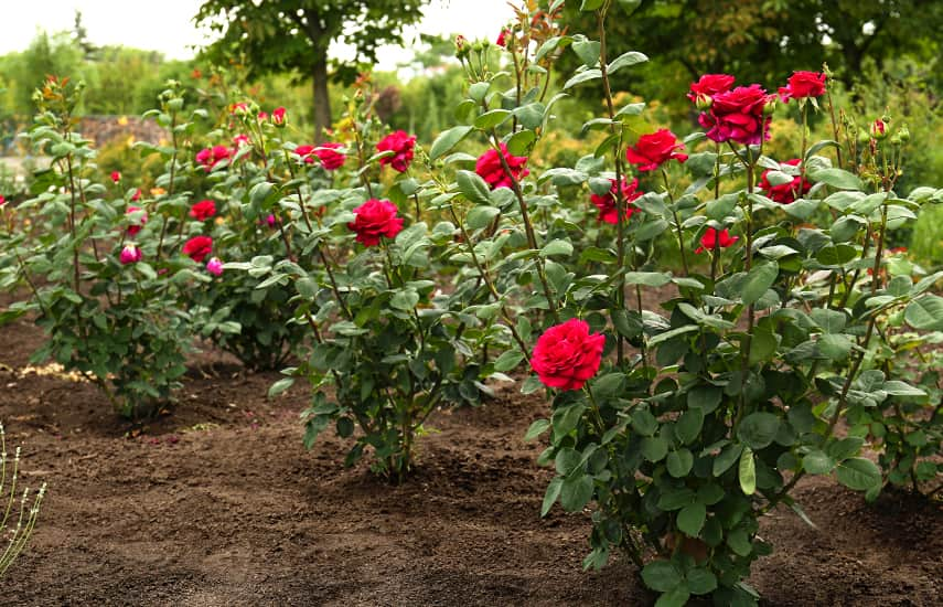 Vantagens e características da plantação de rosas de outono