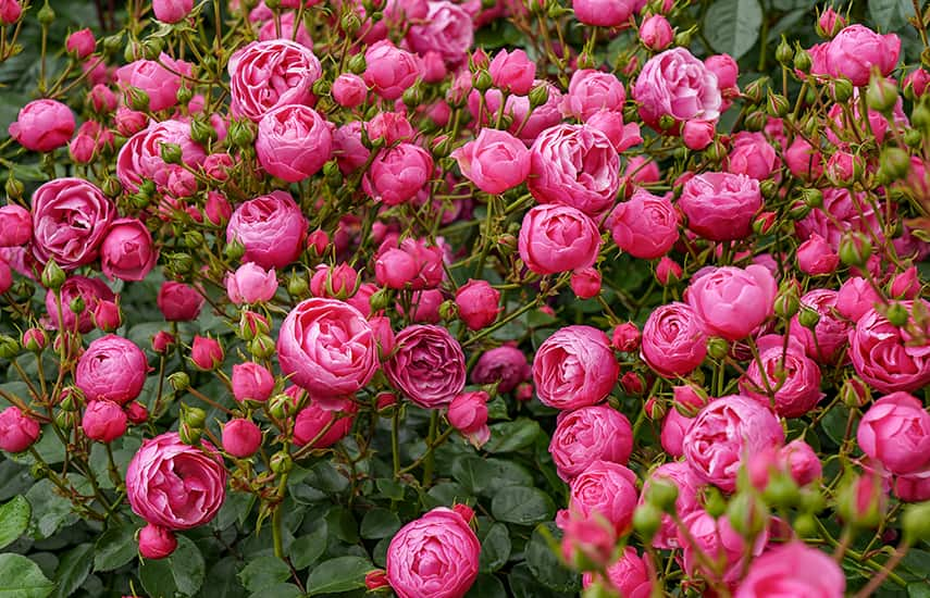 Vantagens e características da plantação de rosas de outono