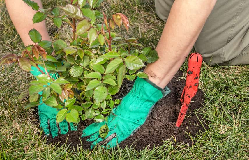 Vantagens e características da plantação de rosas de outono