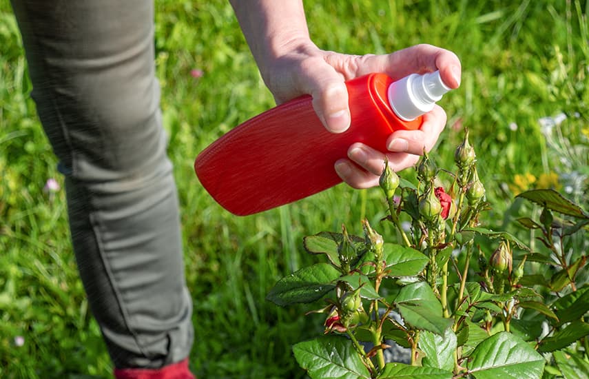 Vantagens e características da plantação de rosas de outono