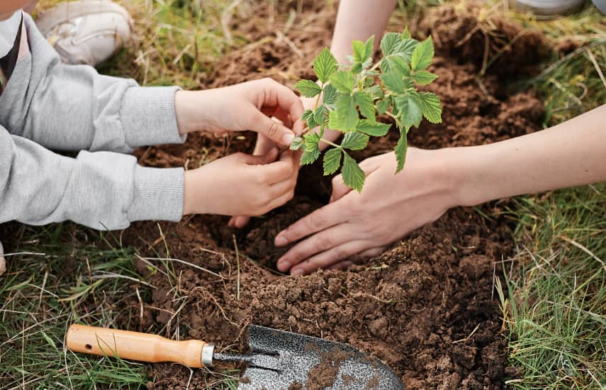 Plantação outonal de framboesas de repetição