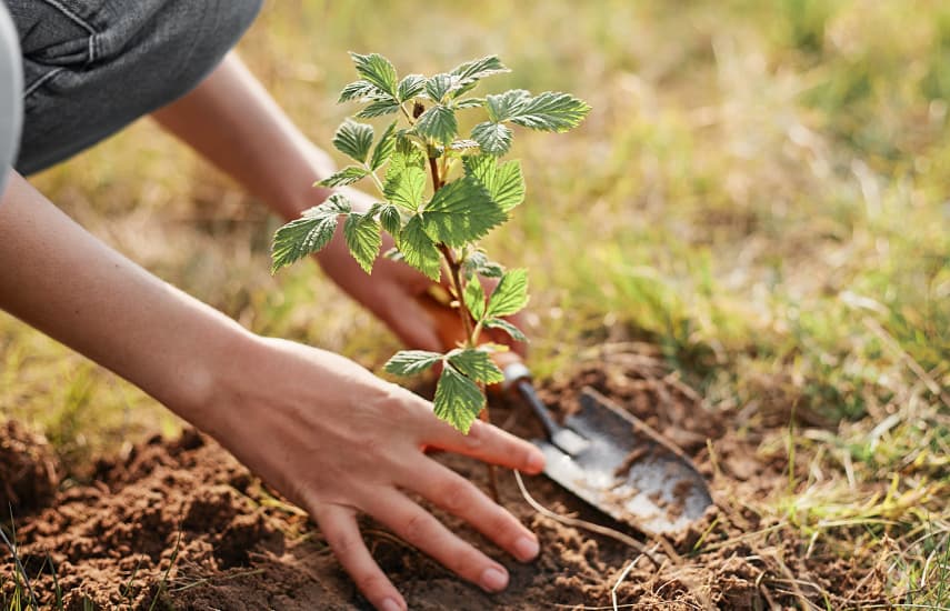 Plantação outonal de framboesas de repetição