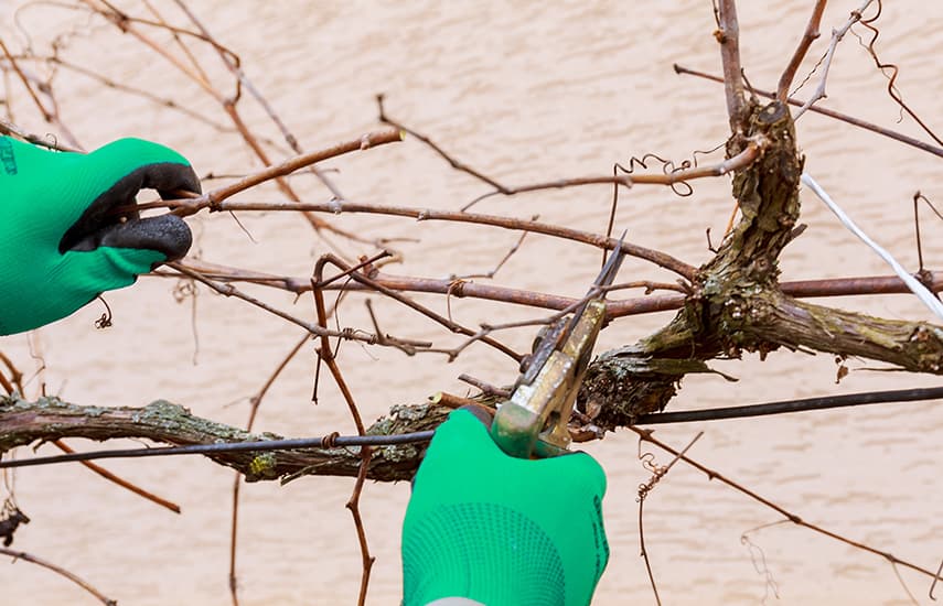 Vinhas: segredos da poda outonal e da cobertura invernal