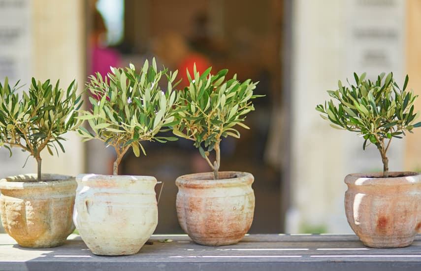 Como cultivar uma oliveira