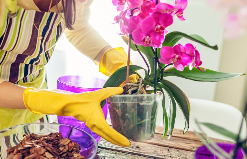 Como cultivar uma orquídea