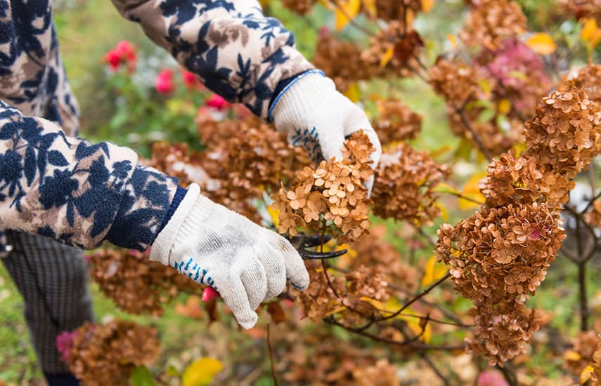 Como tornar as hortênsias ainda mais bonitas