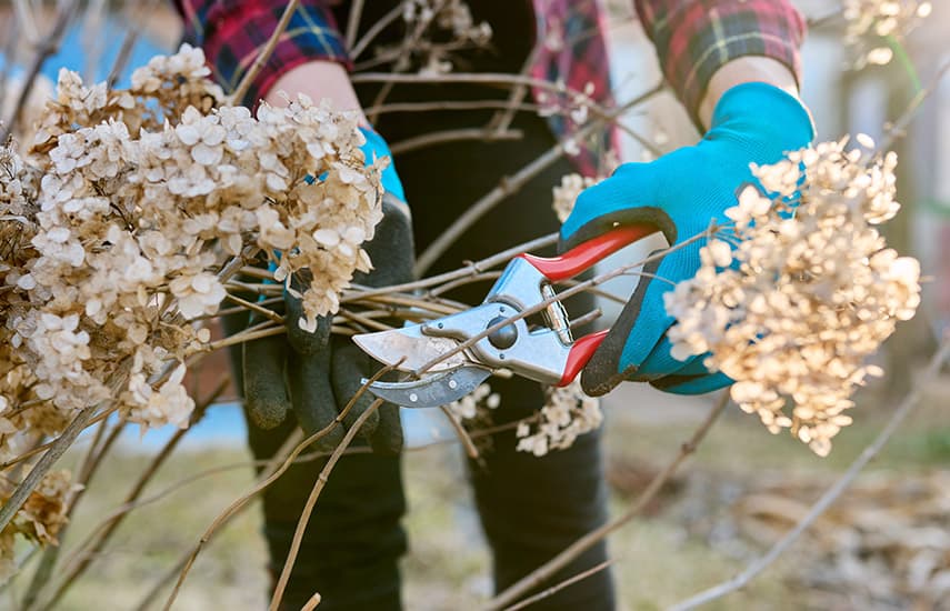 Como tornar as hortênsias ainda mais bonitas