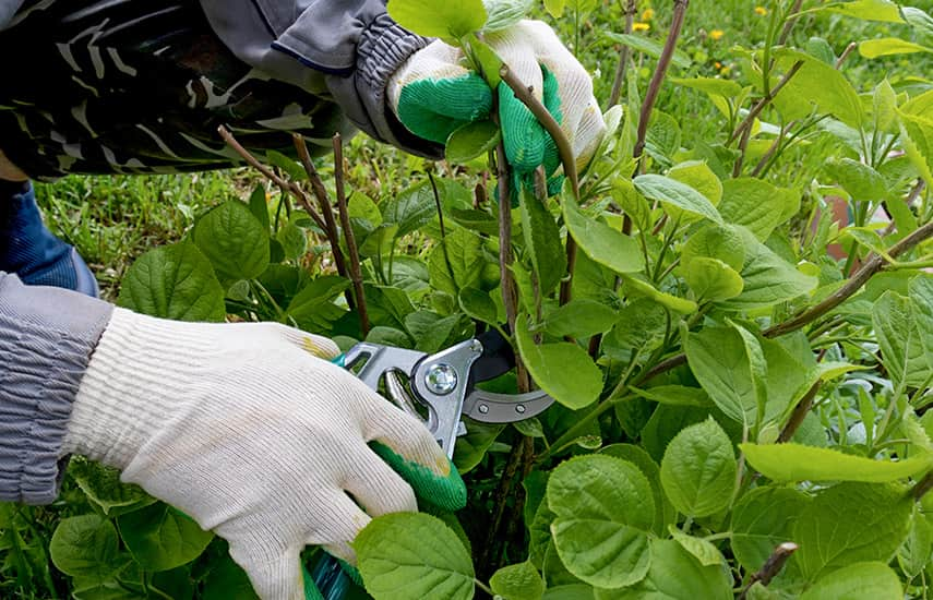 Como tornar as hortênsias ainda mais bonitas