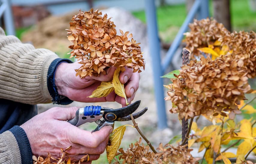 Como tornar as hortênsias ainda mais bonitas