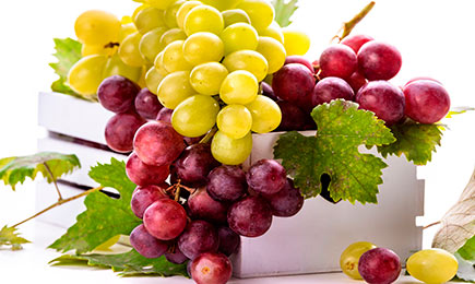 A sua própria vinha | GradinaMax