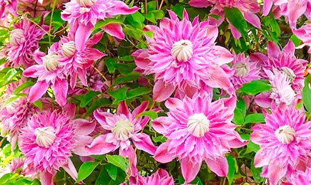 Gigantes em flor | GradinaMax