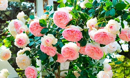 Rosas de cama | GradinaMax