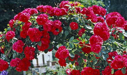 Rosas de floração grande | GradinaMax