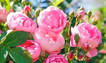 Variedades de rosas trepadeiras | GradinaMax